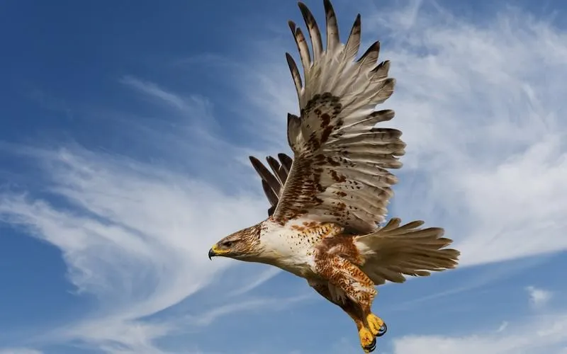 Eagle HD Wallpaper - Aplicaciones de Android en Google Play Eagle HD Wallpaper - Aplicaciones de Android en Google Play