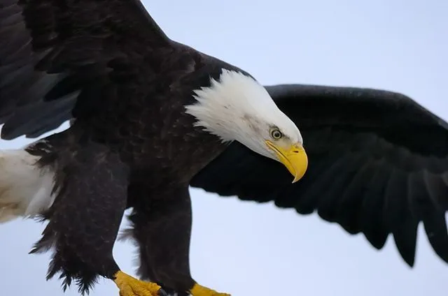 Eagles galore—Bald Eagle–흰머리 독수리–Águia | willy's space ... Eagles galore—Bald Eagle–흰머리 독수리–Águia | willy's space ...