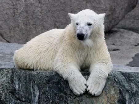 Eco maltrato animal: Parques zoológicos españoles en el punto de mira