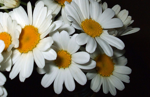 Flores margaritas tumblr - Imagui