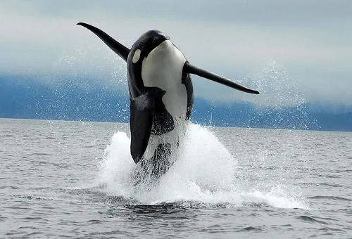 Ecoexplora: Saltando sobre el mar