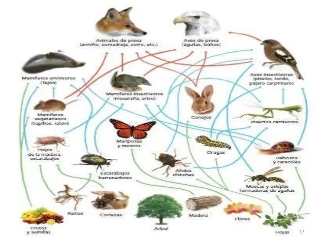 ecologa-17-638.jpg?cb=1426763505