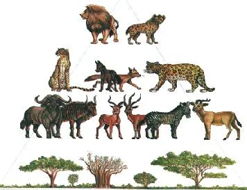 Ecología | Biblioteca de Investigaciones