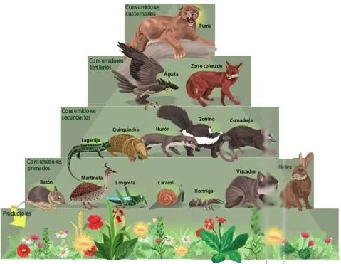 ECOLOGIA: UNA CADENA ALIMENTICIA TERRESTRE: