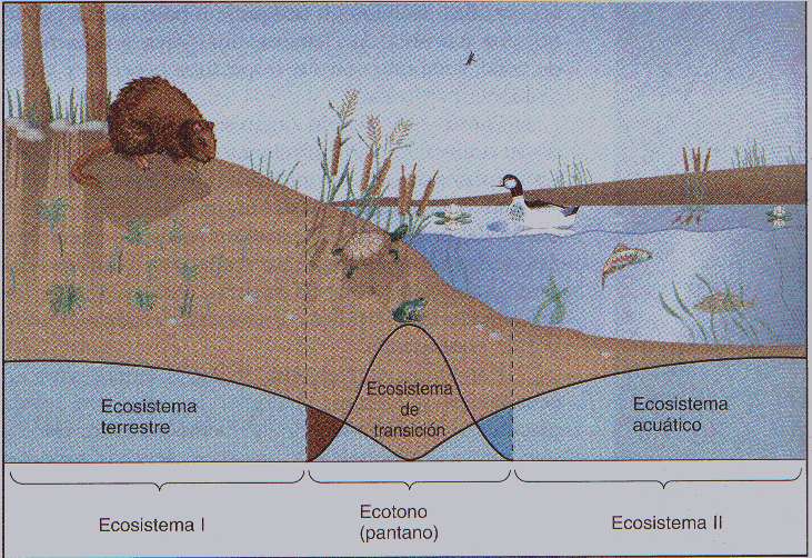 Ecología y ecosistema - Monografias.com