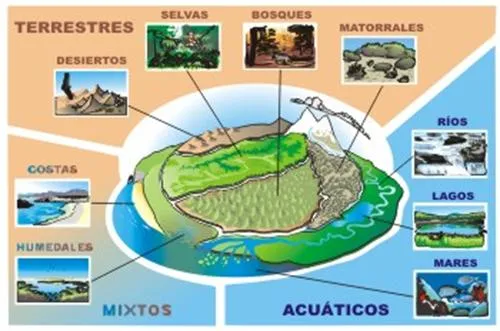 Ecología y Educación Ambiental (página 2) - Monografias.com Ecología y Educación Ambiental (página 2) - Monografias.com