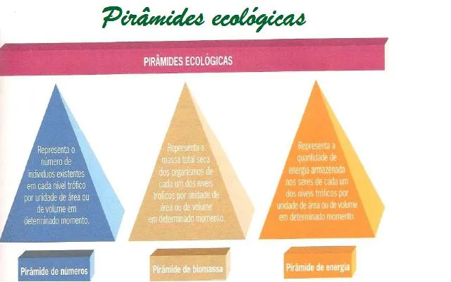 Ecologia: Energia e Matéria nos Ecossistemas: AS PIRÂMIDES ECOLÓGICAS Ecologia: Energia e Matéria nos Ecossistemas: AS PIRÂMIDES ECOLÓGICAS