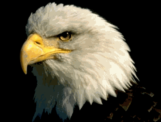 Ecología naturaleza y medio ambiente - Monografias.