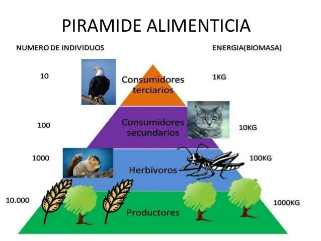 ecologia-redes-troficas-4-638. ...