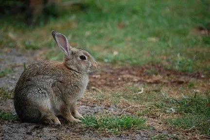 Ecologiablog_conejo_01.jpg