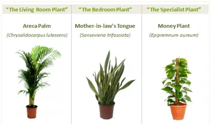 Ecologiablog_plantas_limpian_ ...