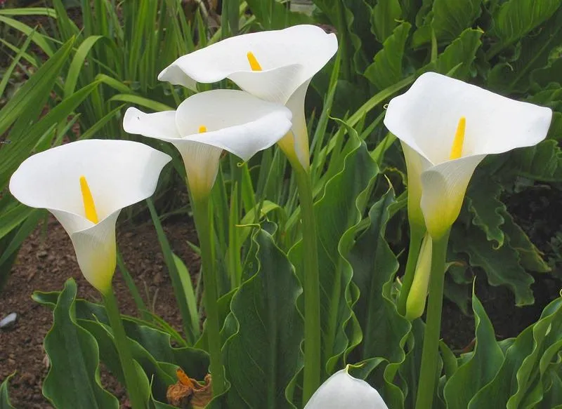 Un lugar ecológico: Cultivo y cuidados de las calas o Zantedeschia ...