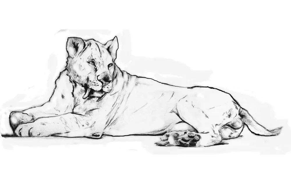 Econtraron restos fósiles de un tigre dientes de sable en el suelo de Junín • Diario Democracia Econtraron restos fósiles de un tigre dientes de sable en el suelo de Junín • Diario Democracia