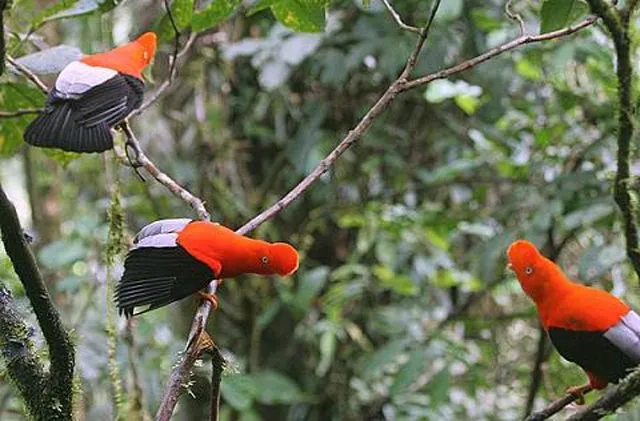 Las Ecorregiones | Serperuano.com