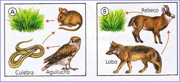 Ecosisteema !: mayo 2011