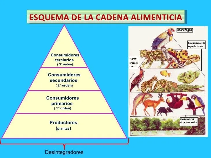 ecosistema-10-728.jpg?cb= ...