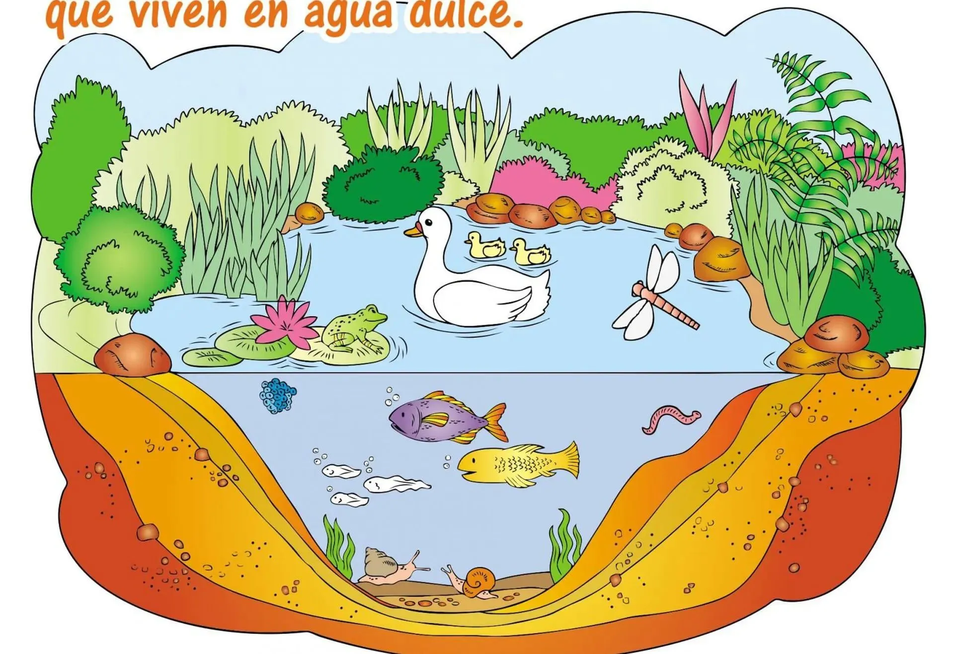 Ecosistema acuático de agua dulce - Escolar - ABC Color Ecosistema acuático de agua dulce - Escolar - ABC Color