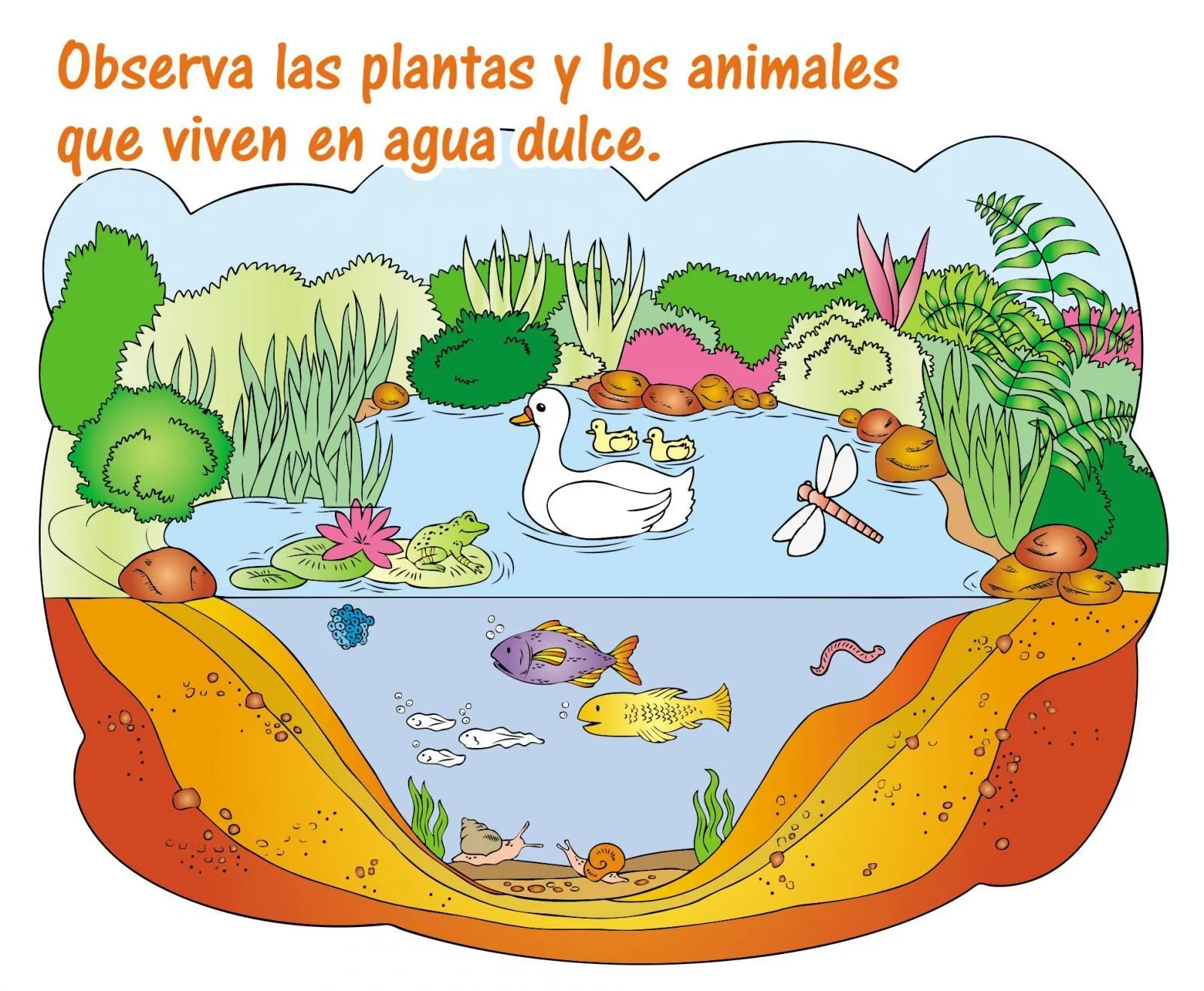 Ecosistema acuático de agua dulce - Escolar - ABC Color Ecosistema acuático de agua dulce - Escolar - ABC Color
