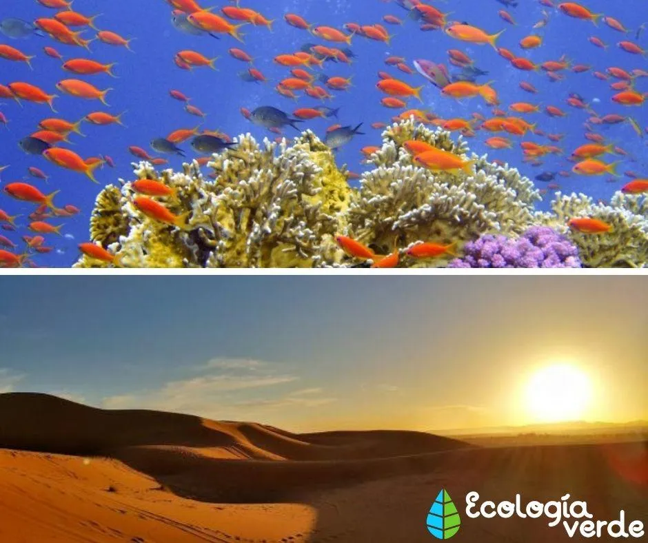 ECOSISTEMA ACUÁTICO y TERRESTRE: Qué es y Diferencias