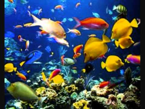 trabajo ecosistema acuatico - YouTube