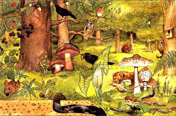 Ecosistema dibujo animado - Imagui