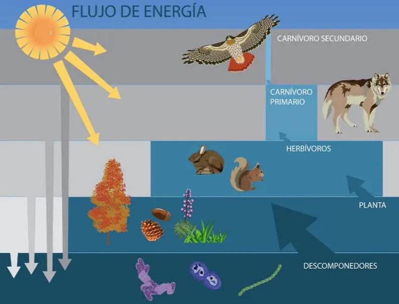 Ecosistema: Qué es, tipos y 101 ejemplos | OVACEN Ecosistema: Qué es, tipos y 101 ejemplos | OVACEN