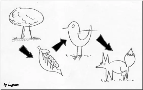 Imagenes de dibujos animados de cadena alimenticia terrestre - Imagui Imagenes de dibujos animados de cadena alimenticia terrestre - Imagui