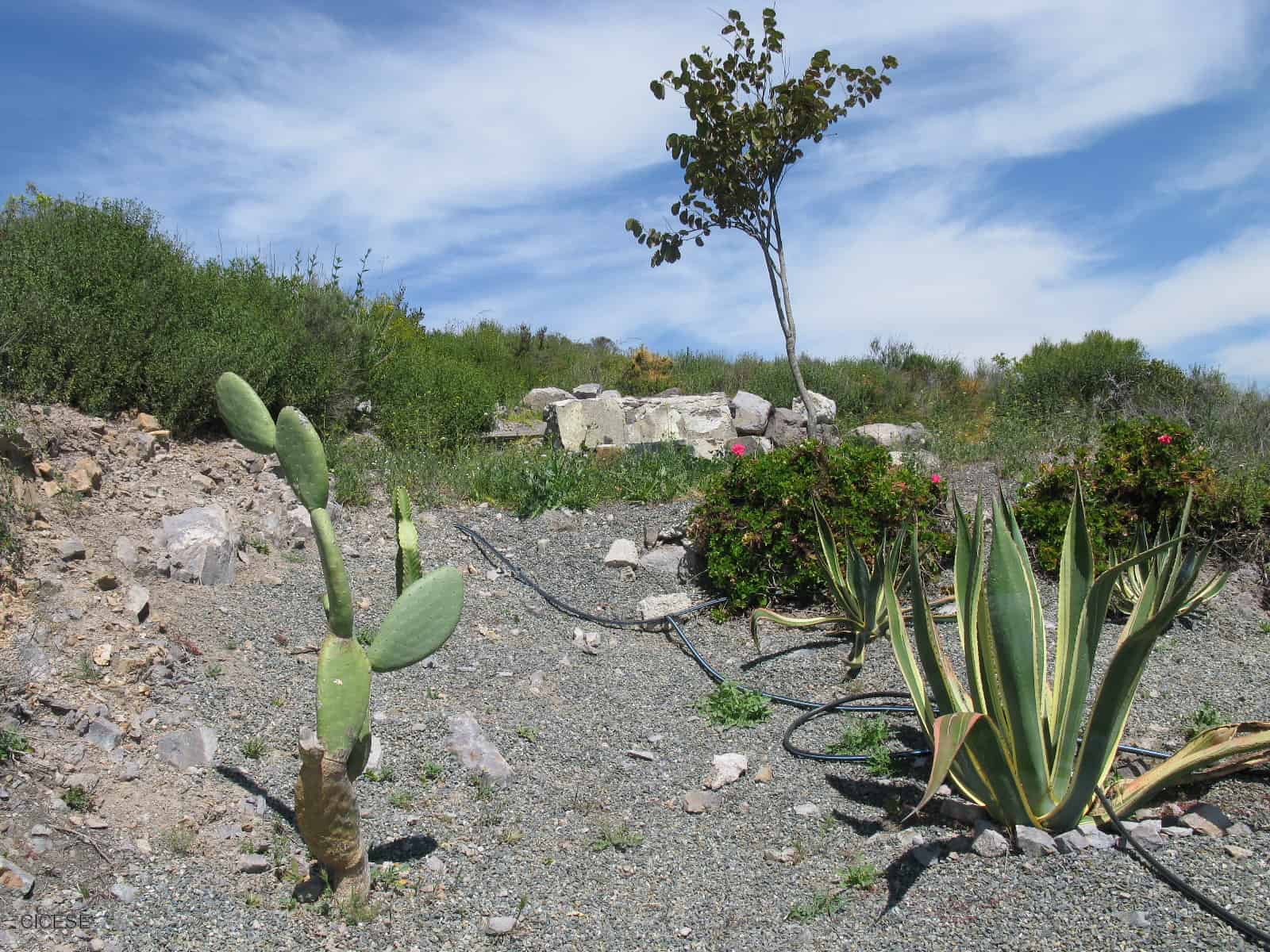 Qué es un ecosistema terrestre?