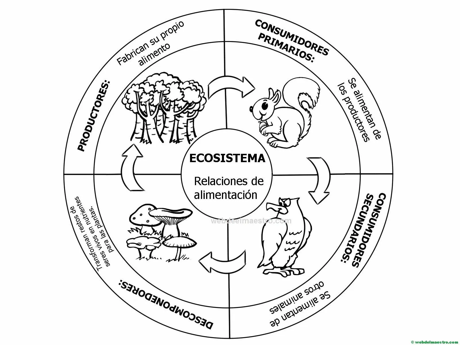 ecosistema terrestre-cadena alimenticia - Web del maestro ecosistema terrestre-cadena alimenticia - Web del maestro