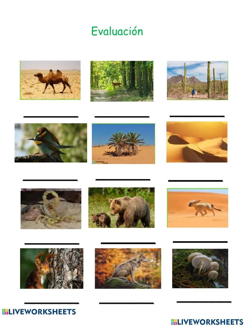 Ecosistema Terrestre online exercise | Live Worksheets