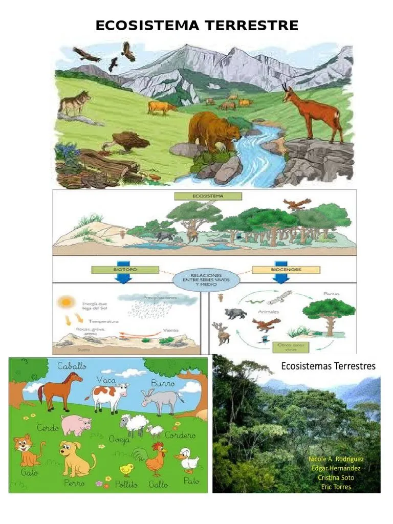 Ecosistema Terrestre | PDF