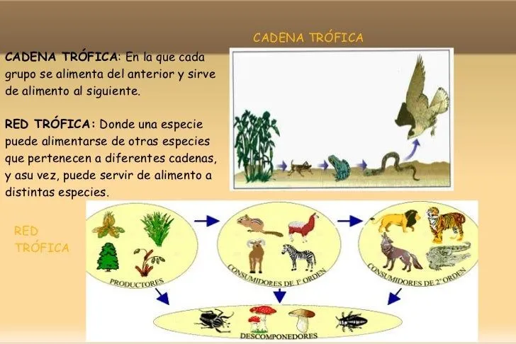 ecosistemas-1-8-728.jpg?cb= ...