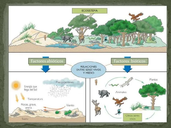 El Medio Ambiente: Componentes del medio ambiente El Medio Ambiente: Componentes del medio ambiente