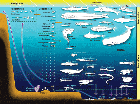 ecosistemas acuaticos: clasificación de los ecosistemas acuáticos ecosistemas acuaticos: clasificación de los ecosistemas acuáticos