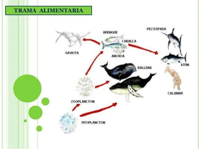Ecosistemas - Biologia de Segundo Año - Profesora Lourdes Levy - Febr…