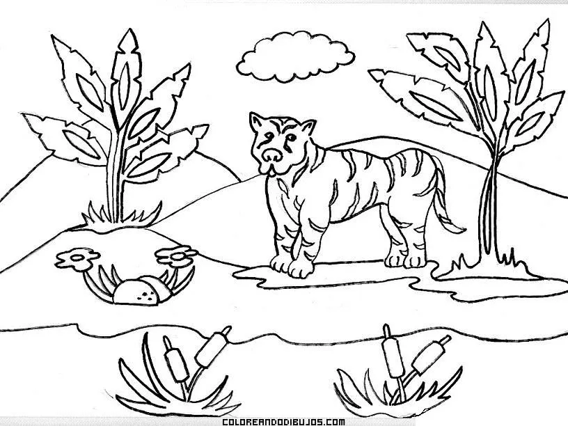 ecosistemas para colorear Colouring Pages ecosistemas para colorear Colouring Pages