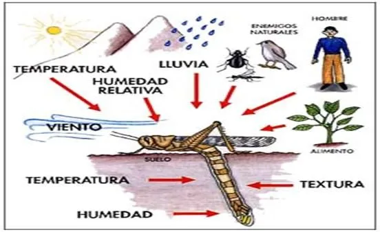 Los Ecosistemas: componentes, funcionamiento, niveles tróficos y ...