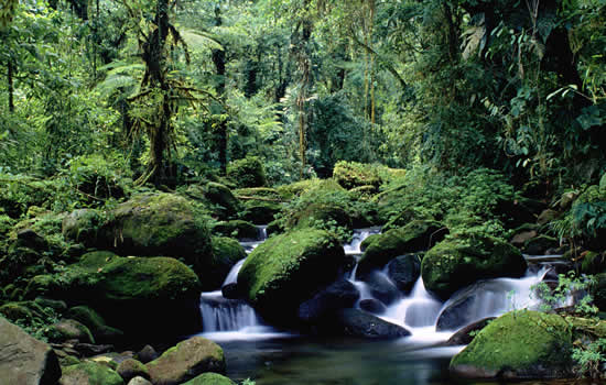 ECOSISTEMAS DE COSTA RICA: BOSQUE TROPICAL MUY HÚMEDO ECOSISTEMAS DE COSTA RICA: BOSQUE TROPICAL MUY HÚMEDO