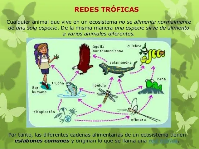 ecosistemas-parte-2-11-638.jpg ...