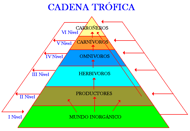 piramide-trofica-fuente- ...