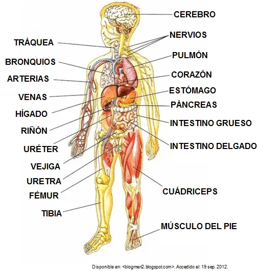 Ecosistemas terrestres: EL CUERPO HUMANO Y SUS PARTES