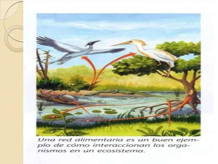 Ecosistemas,Cadenas Alimentarias,Nicho Ecológico Ecosistemas,Cadenas Alimentarias,Nicho Ecológico