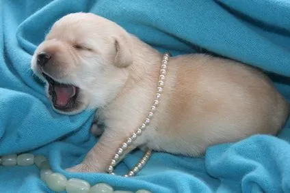 Cuánto debería pesar un cachorro de labrador a las 4 semanas de ... Cuánto debería pesar un cachorro de labrador a las 4 semanas de ...