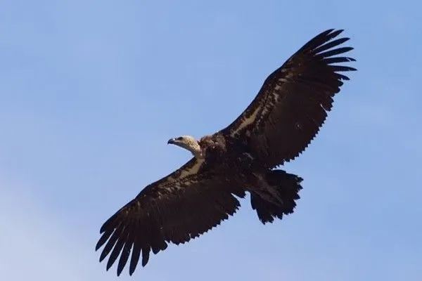Se editó una guía práctica para la observación de aves en las ... Se editó una guía práctica para la observación de aves en las ...