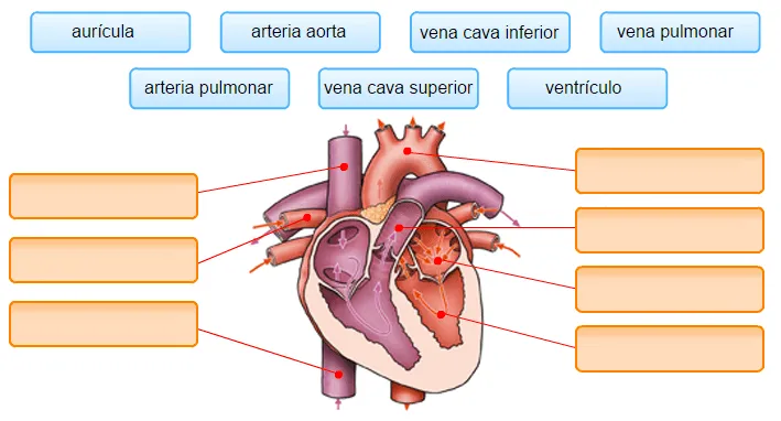 Educablog Primaria: El corazón y sus partes