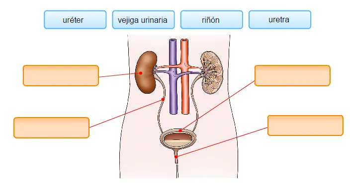 Educablog Primaria: Las partes del aparato excretor Educablog Primaria: Las partes del aparato excretor