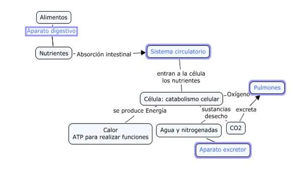 EDUCACIÓN DE ADULTOS IBIZA: LA FUNCIÓN DE NUTRICIÓN EN LOS ANIMALES