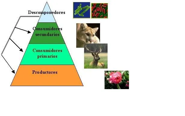 Educación Ambiental Unefab Puerto Píritu: UNIDAD 1: El MEDIO AMBIENTE Educación Ambiental Unefab Puerto Píritu: UNIDAD 1: El MEDIO AMBIENTE