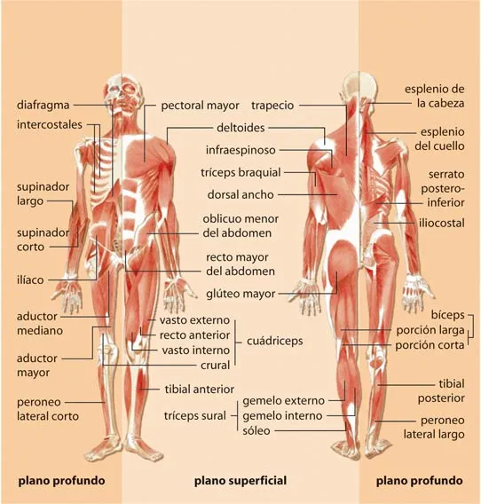 EDUCACIÓN FÍSICA SINÓNIMO DE SALUD: El Cuerpo Humano