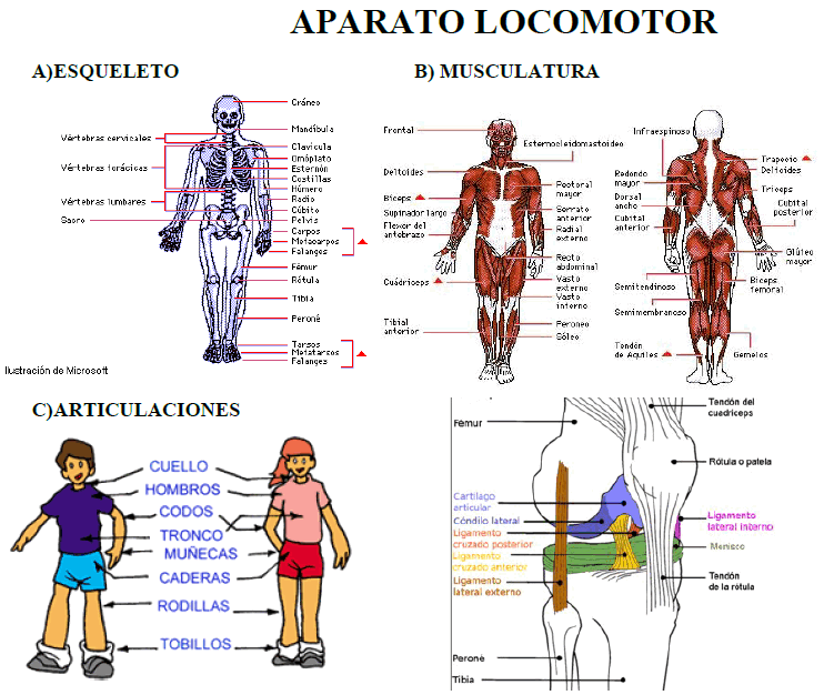 EDUCACION FISICA : Ficha de Anatomia. Huesos, Musculos y ... EDUCACION FISICA : Ficha de Anatomia. Huesos, Musculos y ...